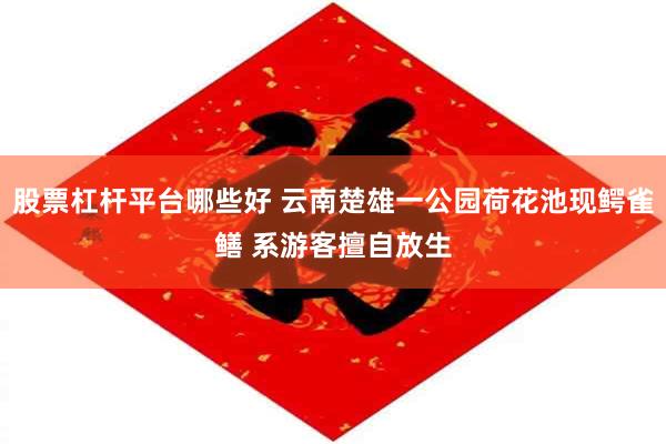 股票杠杆平台哪些好 云南楚雄一公园荷花池现鳄雀鳝 系游客擅自放生